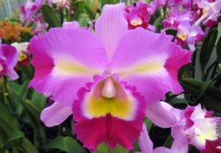 ハワイのオーキッドから生まれた日本のベストセラーコスメ