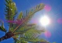 手作りハワイ産ココナッツオイル、新しく入荷しました！