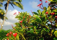 プルメリアのコスメが愛されるのは・・・誰かの幸せを願うから？