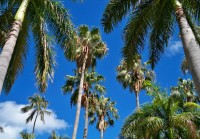 ベタつく肌にはオイル美容？ ハワイ産のオイルで潤い肌に。