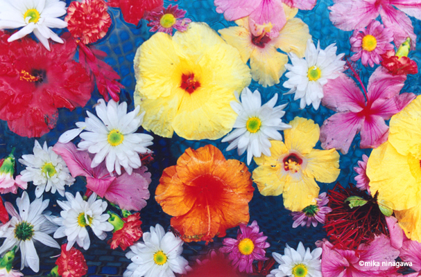 「Hawaii Paradise by Mika Ninagawa 蜷川実花」