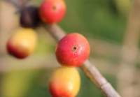 ハワイ土産の定番「コナ・コーヒー」の魅力に迫る！