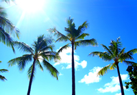 Hawaiist Webをリニューアルしました！