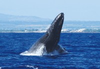 ハワイの冬の定番！豪華客船に乗って「ザトウクジラ」と出会う興奮体験