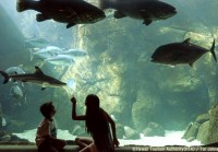 家族で泊まるならこのホテル！あなたはホノルル動物園派？ワイキキ水族館派？