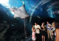 マウイ・オーシャン・センターで「夜の水族館」がスタート！