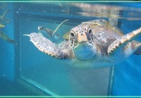 マウイ・オーシャン・センター、絶滅危惧のウミガメ6匹を海へ放流