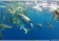 神秘的なサメを間近で観察できる究極のシャークツアーはこれ！